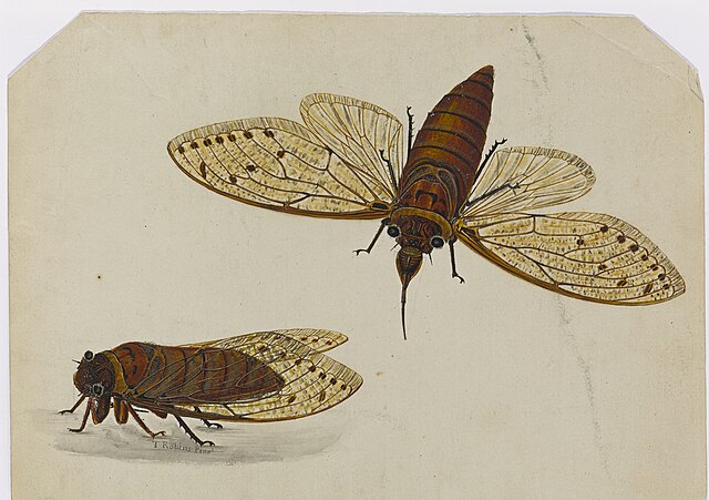 Two studies of cicadas by Ann Lee
