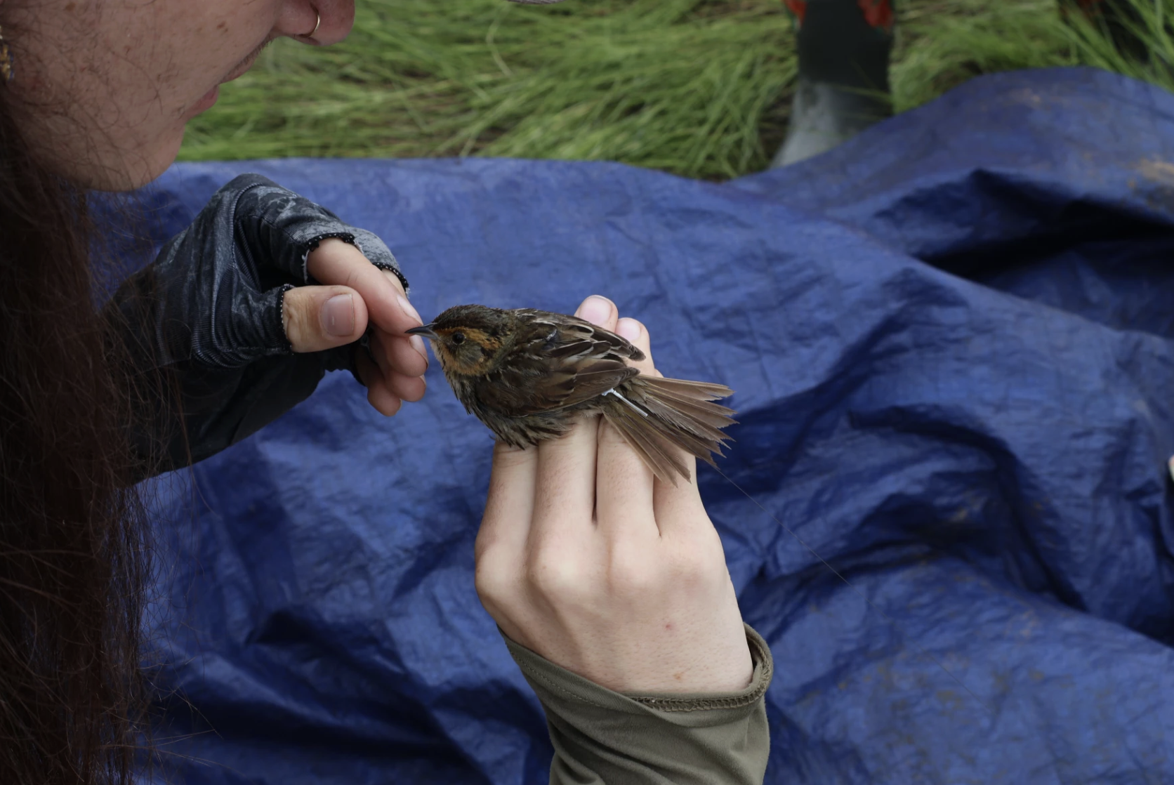 Researcher fitting a tiny radio transmitter on a sparrow